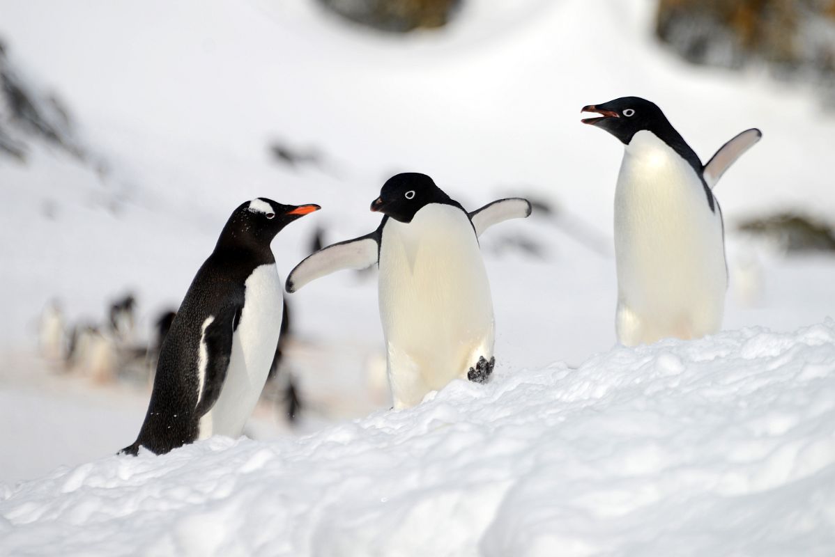 11A One Gentoo Penguin And Two Adelie Penguins On Cuverville Island On Quark Expeditions Antarctica Cruise